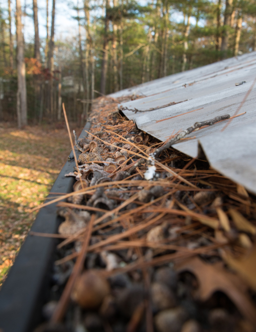 gutter filled with pine needles, acorns, leaved, and tree debris.