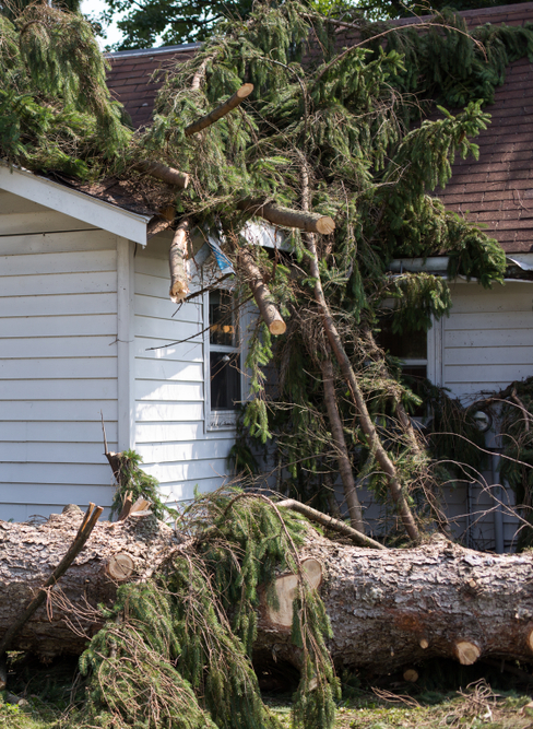 tree on roof of house after a storm.