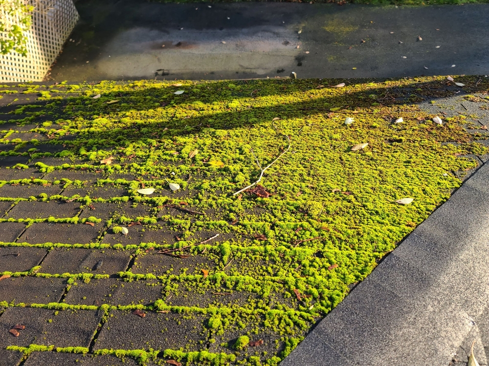 moss covered roof before being removed.